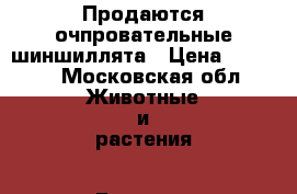 Продаются очпровательные шиншиллята › Цена ­ 3 000 - Московская обл. Животные и растения » Грызуны и Рептилии   